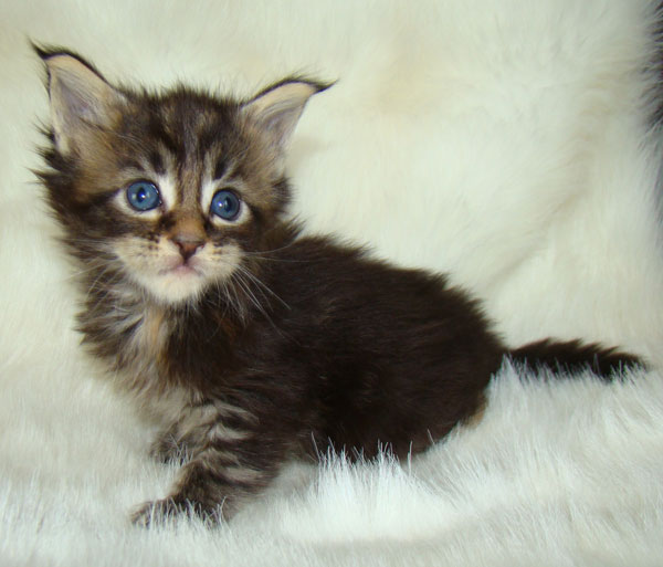     Catsvill County!   !    !       !!!    Catsvill County +7-926-544-74-09     .   ,   ,   ,    ,   ,  ,     ,   -,    ,   !